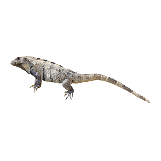 Iguana Nera