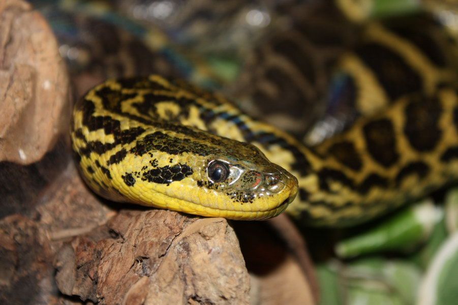 anaconda gialla