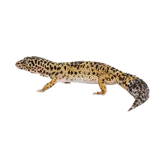 geco leopardino
