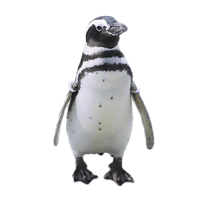 pinguino di magellano