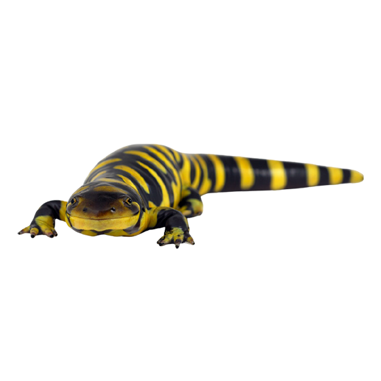 salamandra tigre