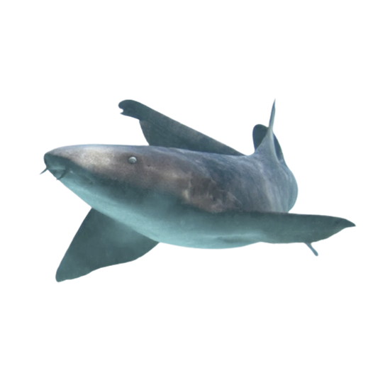 squalo nutrice