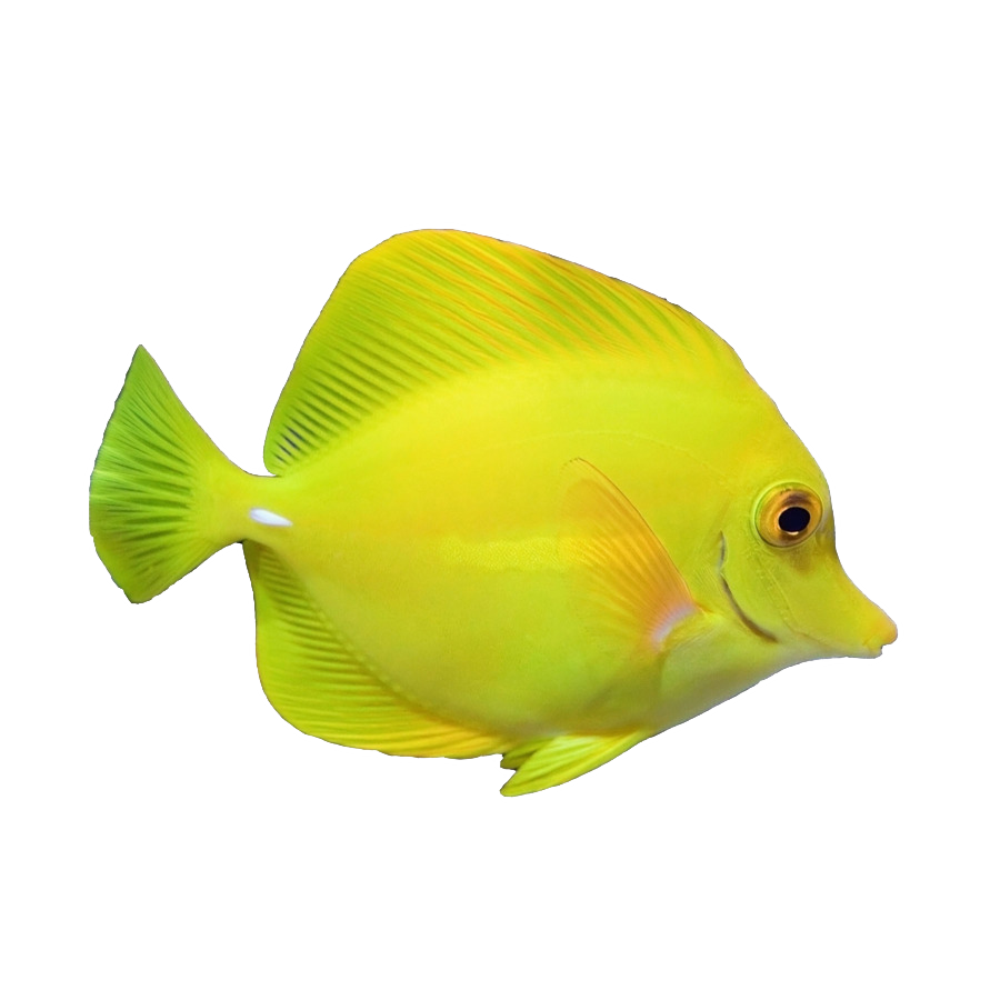 pesce chirurgo giallo